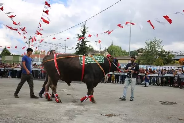 İstanbul'da Kurbanlık Güzellik Yarışması Yapıldı