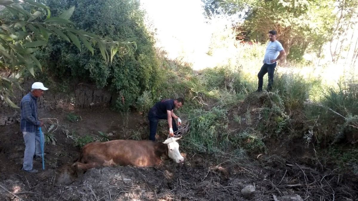 Çamura Saplanan İnek İtfaiye Tarafından Kurtarıldı