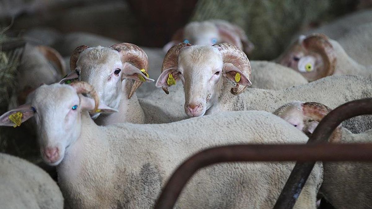 Dolandırıcılar Vakıfların ve Derneklerin Kurban Paralarına Göz Dikti