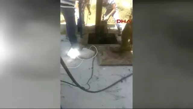 Sivas 15 Günlük Buzağı Düştüğü Çukurdan Çıkarıldı Sivas 15 Günlük Buzağı Düştüğü Çukurdan Çıkarıldı