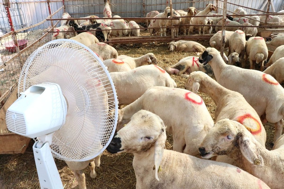 Adana'da Aşırı Sıcaktan Bunalan Kurbanlıklar Vantilatörle Serinliyor
