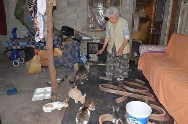 Ömrünü Kedilerine Adadı Ömrünü Kedilerine Adadı