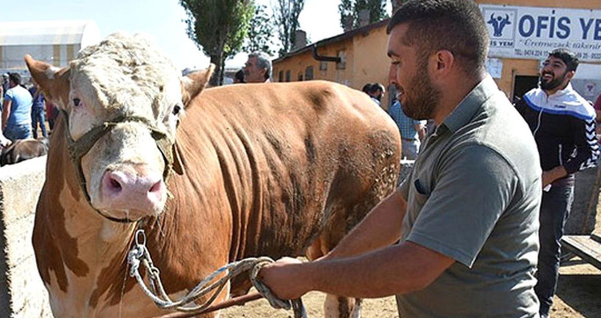 'Talisca' İsimli Bir Tonluk Boğa, 15 Bin 500 Liraya Satıldı