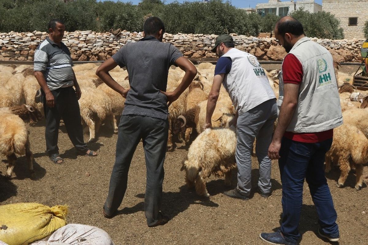 İhh Suriye'de Kurbanlık Alımlarını Tamamladı