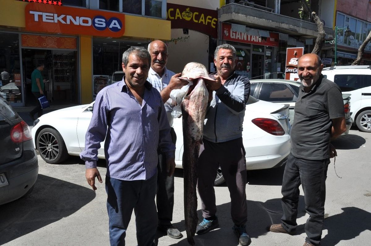 Kars'ta 40 Kiloluk Yayın Balığı Yakalandı