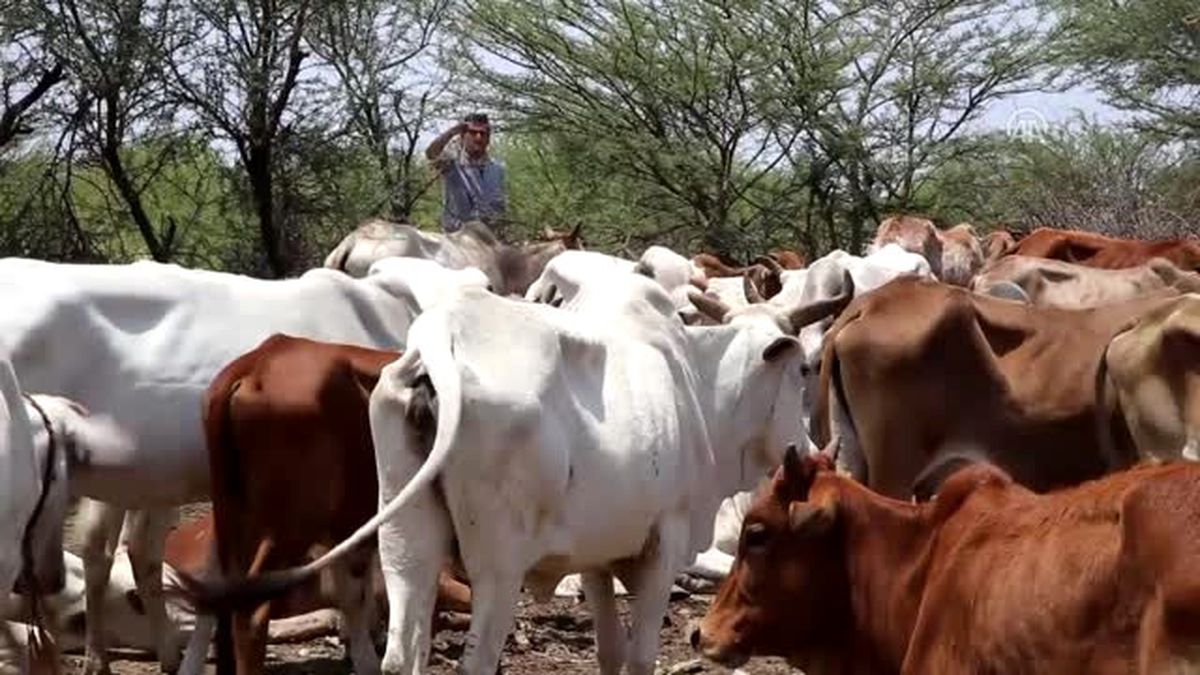 Somali'de, Türk Usulü Kurban Pazarlığı