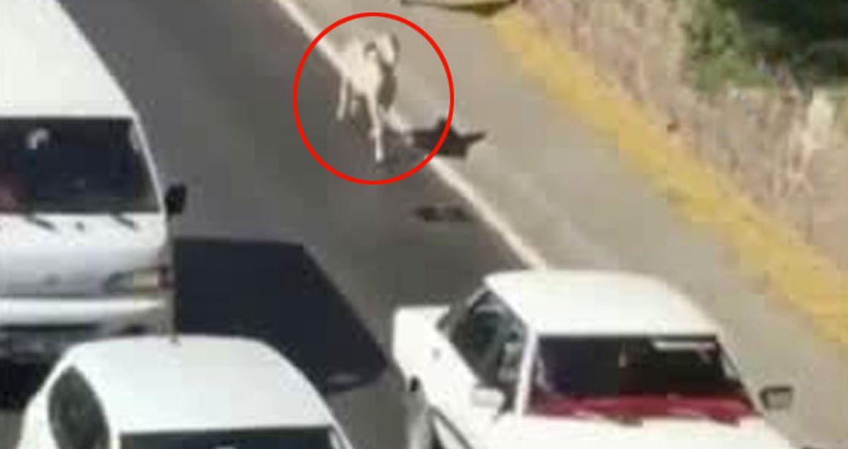 Kaçak Koyun Trafiğe Daldı, Sahibi Onu Böyle Kovaladı