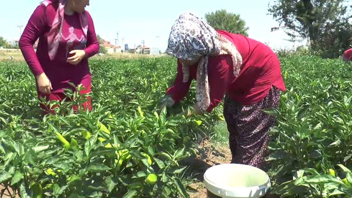 Kale'nin Otantik Tadı: Biber Tatarı