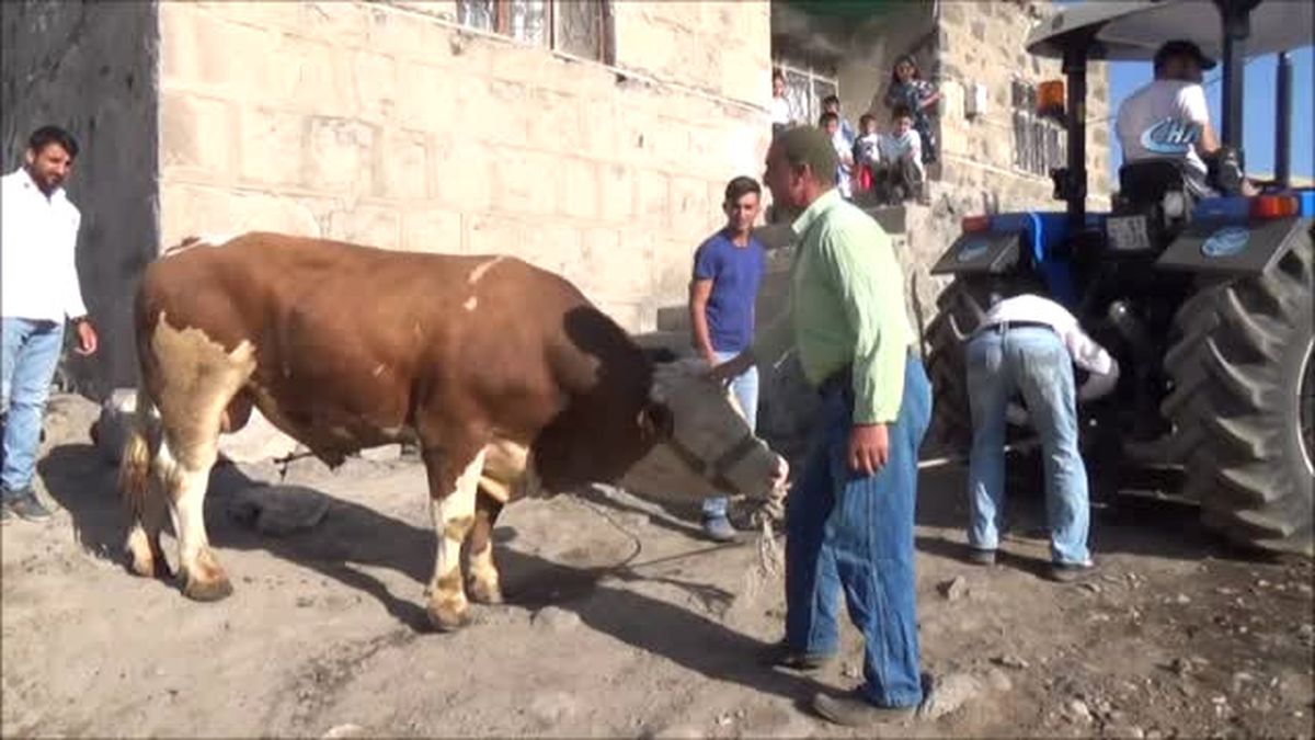 1 Tonluk Kurbanlık Dana Köyü Birbirine Kattı: 2 Yaralı