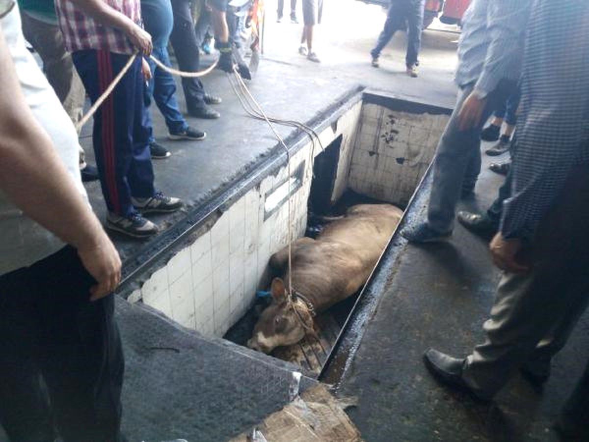 Tamirhane Boşluğuna Düşen Danayı Çıkarmak İçin 1 Saat Uğraştılar