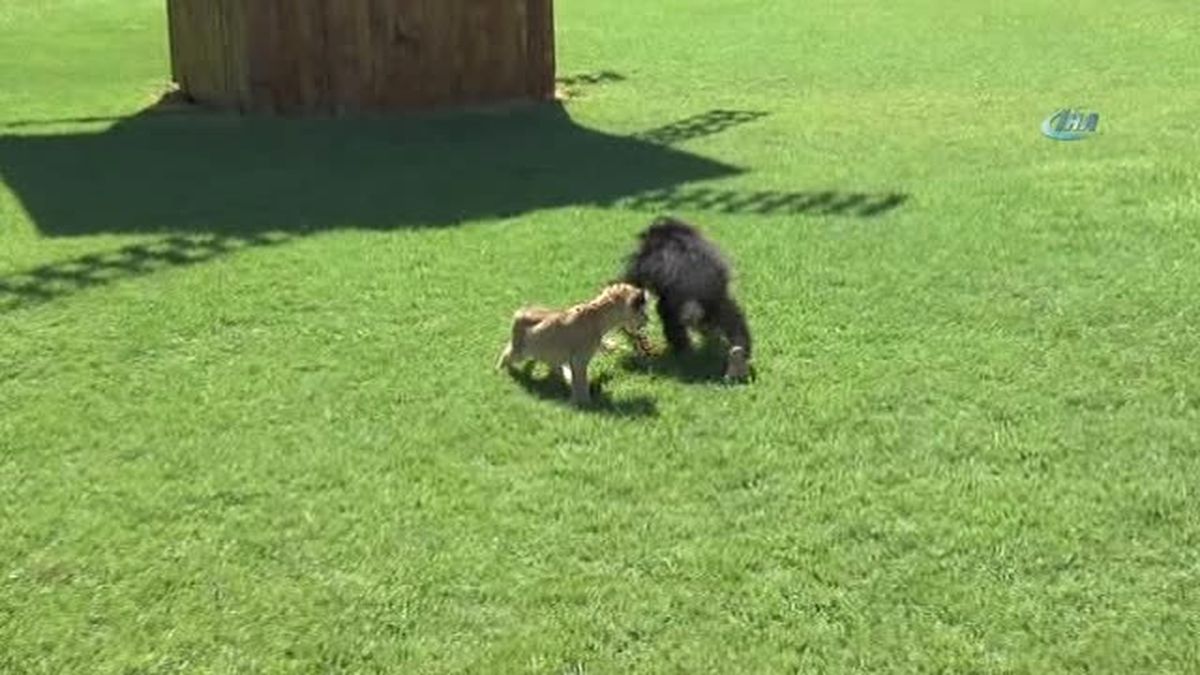 Şempanze Can'a 'Aslan' Gibi Arkadaş
