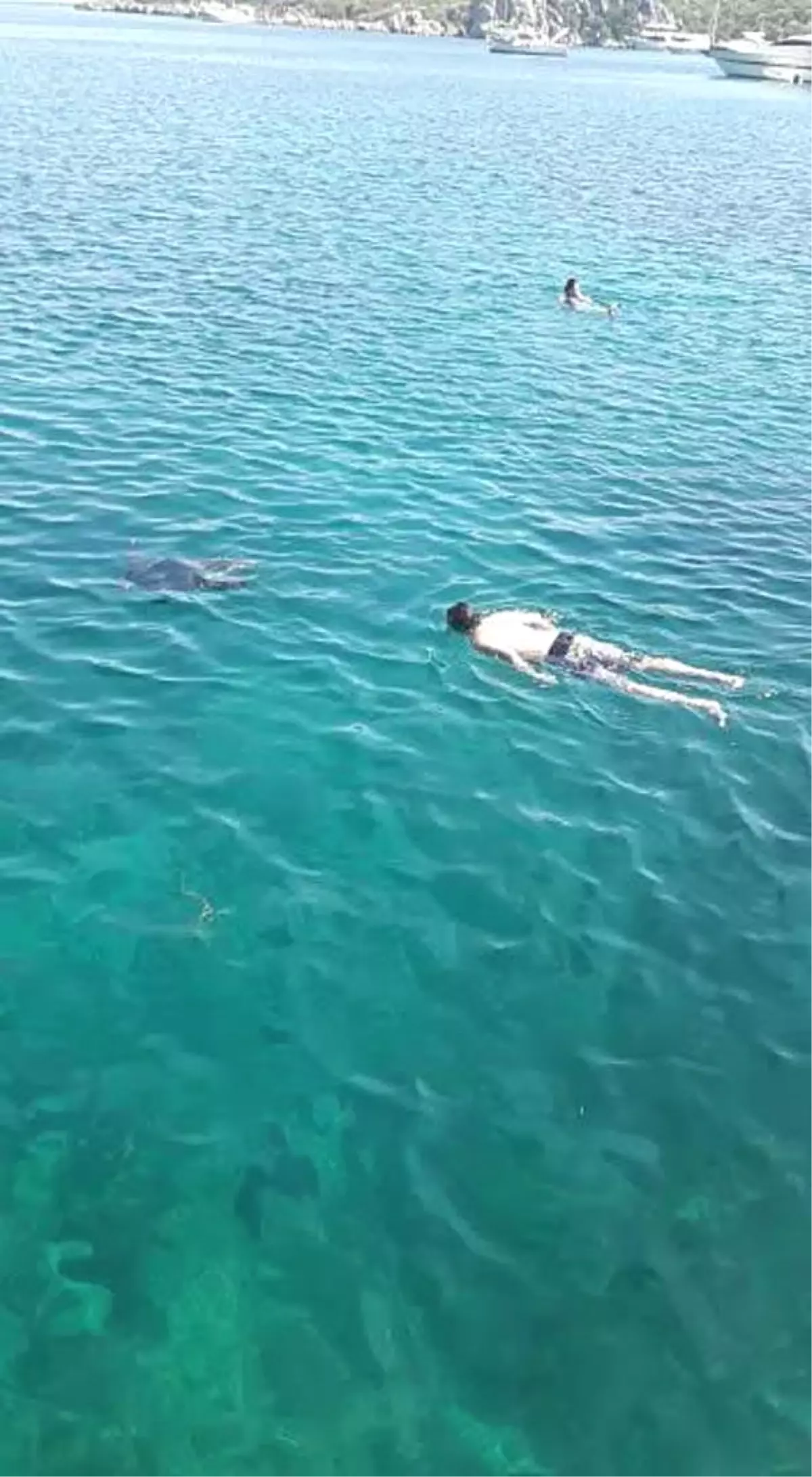 Marmaris'teki Caretta Caretta Tatilcilerle Yüzdü