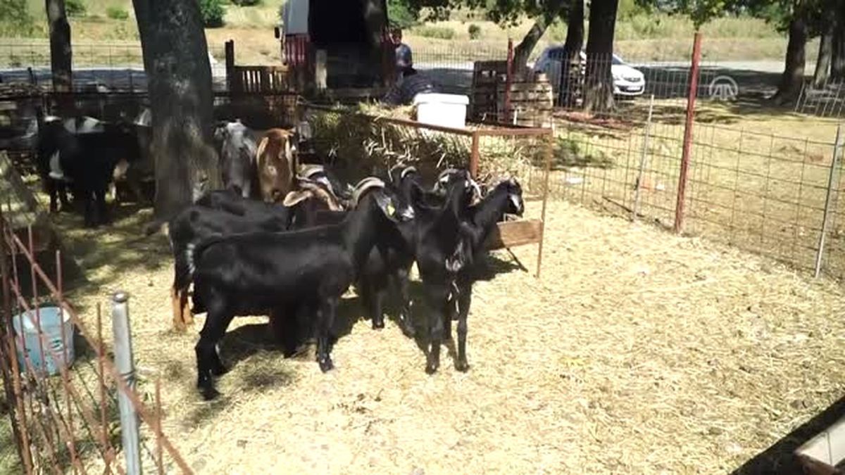 Elde Kalan Kurbanlıklar Adaklık Olacak - Tekirdağ