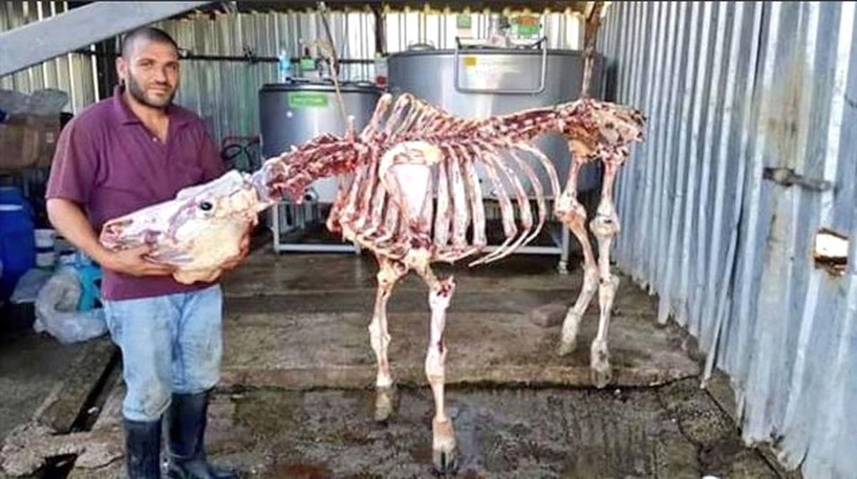 İzmitli Kasap, Kestiği Hayvanın İskeletine Dokunmadan Etini Ayırdı
