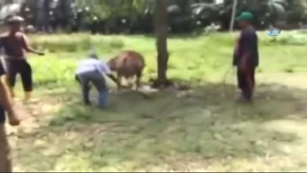 Kurbanlık Dana, Yaşlı Adamı Tek Vuruşta Öldürdü