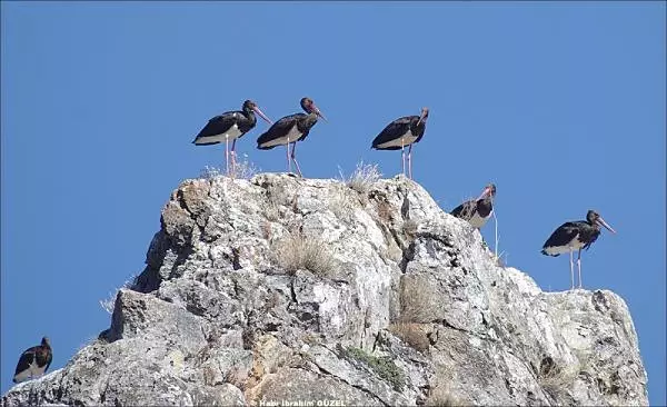 Kara Leylekler Afrika'ya Dönüyor