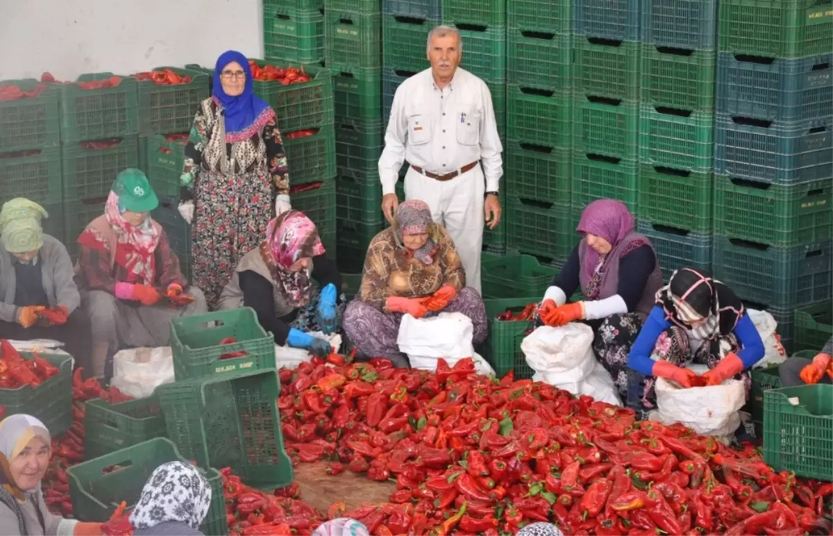 İnegöl'den Hollanda'ya 700 Ton Salça İhracatı