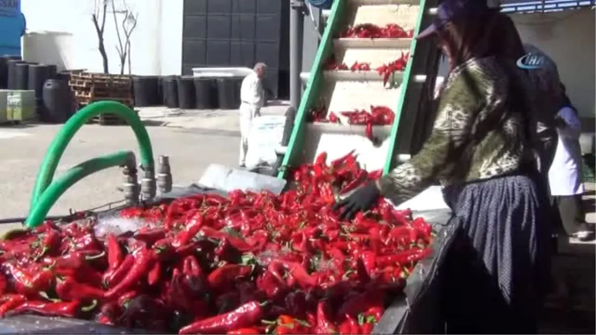 İnegöl'den Hollanda'ya 700 Ton Salça İhracatı