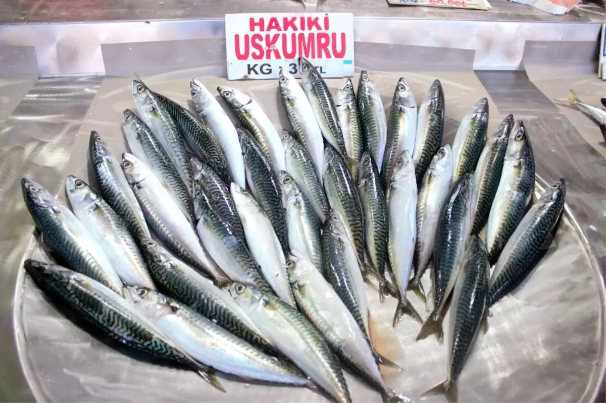 Uskumrunun 30 Yıllık Küskünlüğü Sona Erdi