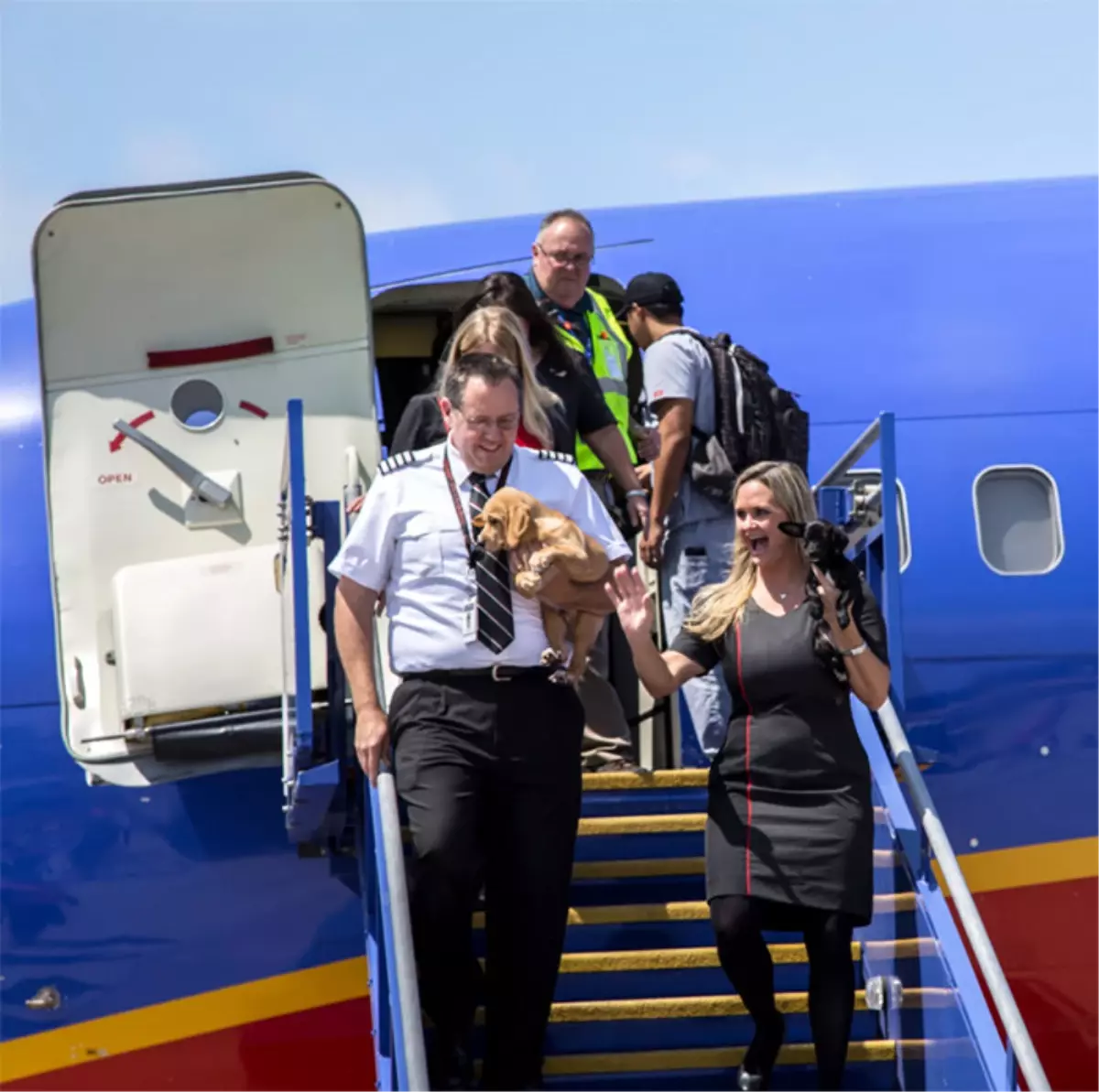 Uçak Bu Sefer Hayvanlar İçin Havalandı: 64 Öksüz Kedi ve Köpek Kurtarıldı