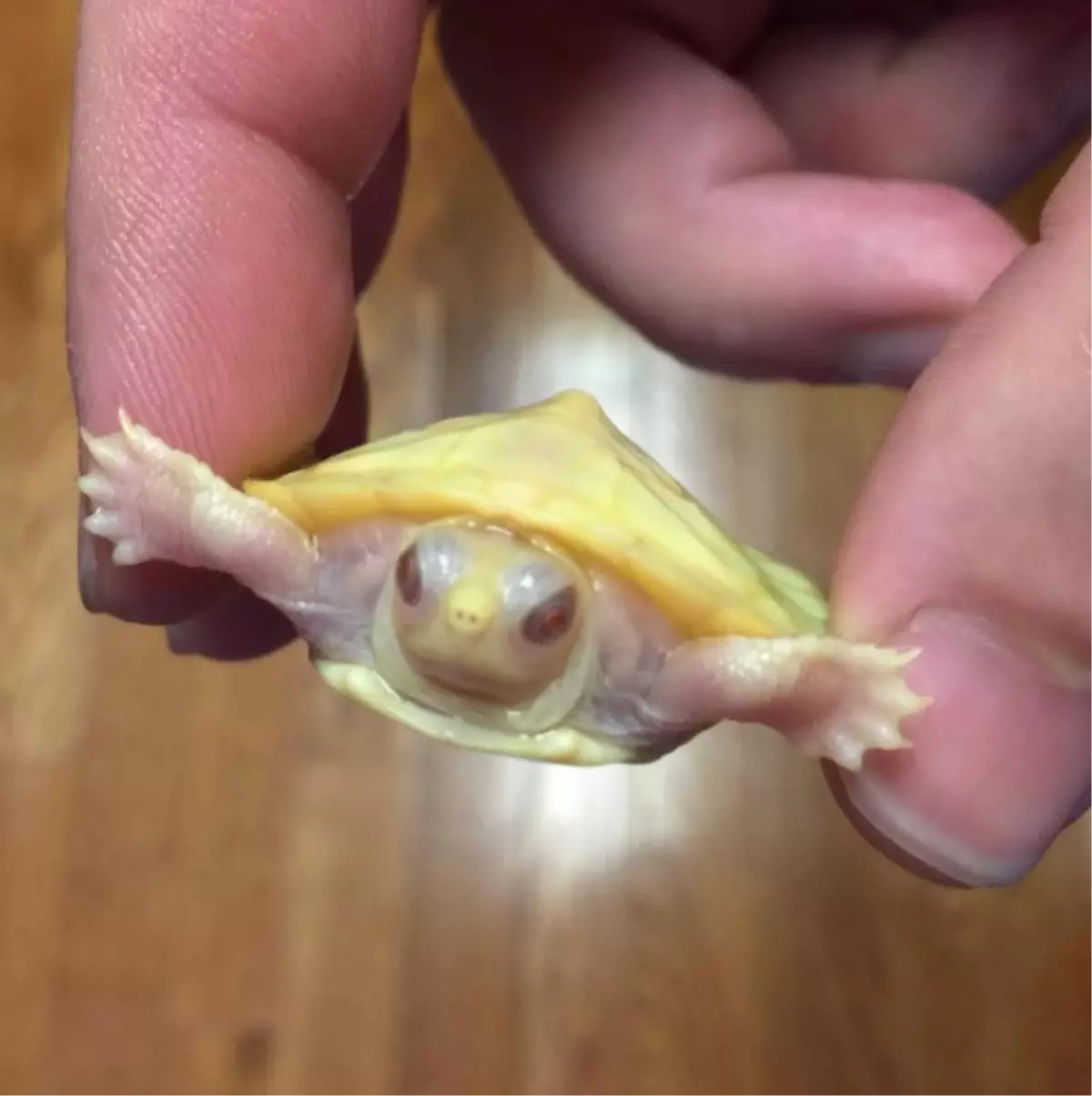 Su Kaplumbağası, Albino Olarak Dünyaya Geldi