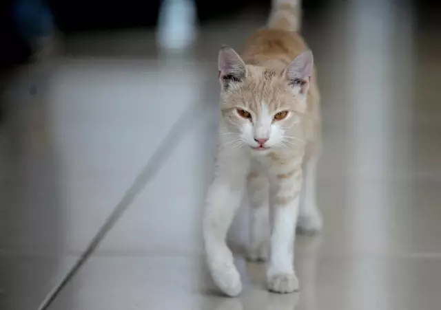 Kedi Beslediği İçin Kendisiyle Tartışan Kişiden Şikayetçi Oldu