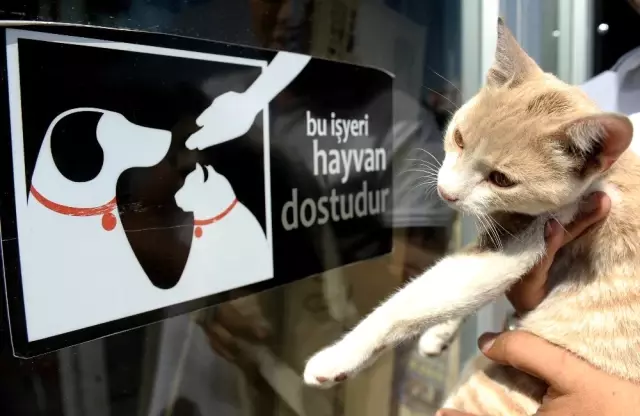 Kedi Beslediği İçin Kendisiyle Tartışan Kişiden Şikayetçi Oldu