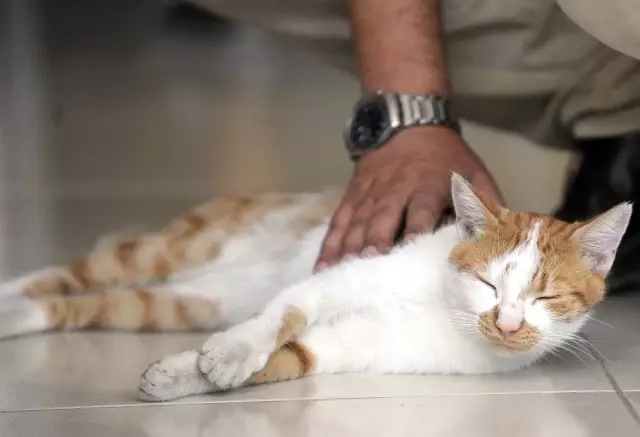 Kedi Beslediği İçin Kendisiyle Tartışan Kişiden Şikayetçi Oldu