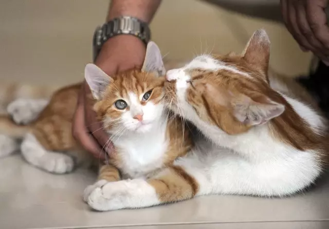 Kedi Beslediği İçin Kendisiyle Tartışan Kişiden Şikayetçi Oldu