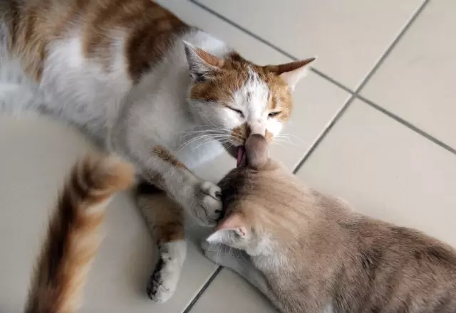 Kedi Beslediği İçin Kendisiyle Tartışan Kişiden Şikayetçi Oldu