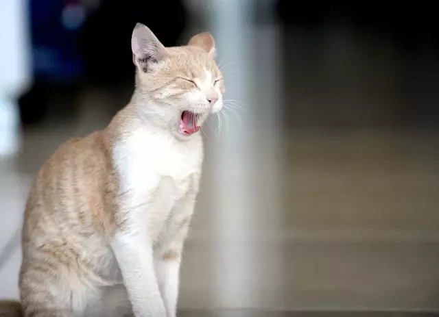 Kedi Beslediği İçin Kendisiyle Tartışan Kişiden Şikayetçi Oldu