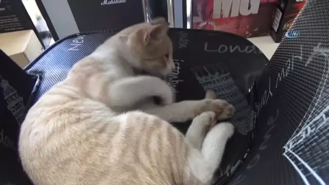 Kedi Beslediği İçin Tartıştığı Kişiden Şikayetçi Oldu