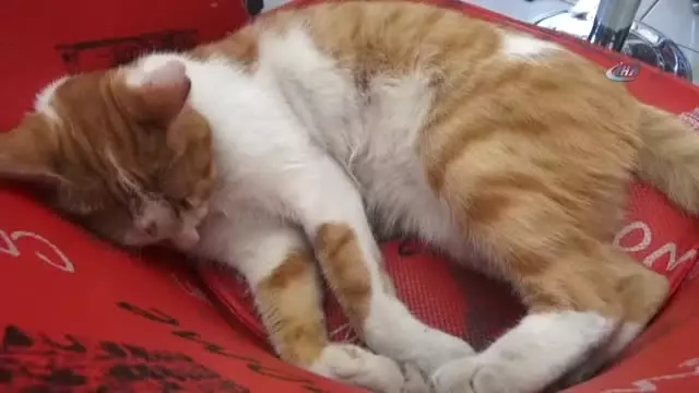Kedi Beslediği İçin Tartıştığı Kişiden Şikayetçi Oldu