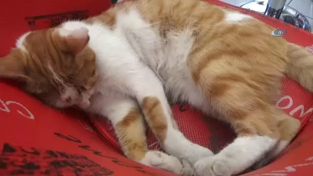 Kedi Beslediği İçin Tartıştığı Kişiden Şikayetçi Oldu
