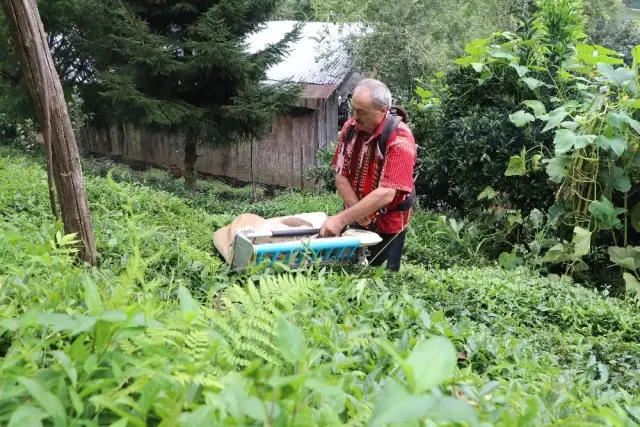 Geliştirdiği Çay Toplama Makinesiyle Günde 1 Ton Çay Topluyor
