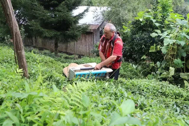 Geliştirdiği Makineyle Günde 1 Ton Çay Topluyor