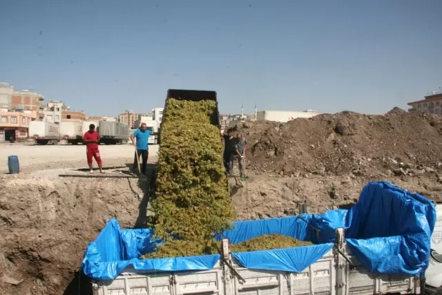 Kilis'te Üzüm Hasadı Sürüyor