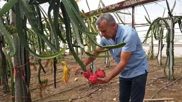 Ananasın Krallığına Son Veren Ejder Meyvesi Ortaca'da