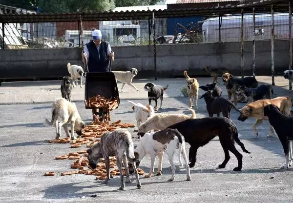 El Konulan 5 Bin Simit Barınaktaki Köpeklere Verildi