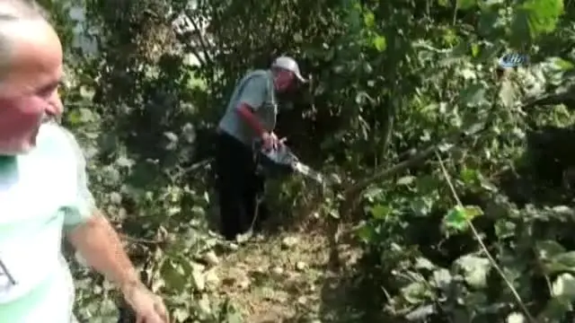 Fındık Fiyatlarına Kızan Çiftçi, İş Makinesiyle Fındık Ocaklarını Söktü