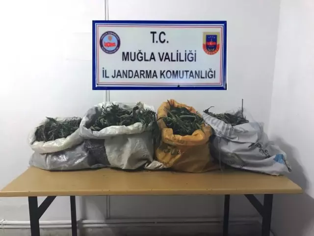 Menteşe'de Jandarmadan Esrar Operasyonu