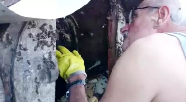 Rizeli Çılgın Arıcı Kovana Elini Soktu, Bal Sağdı