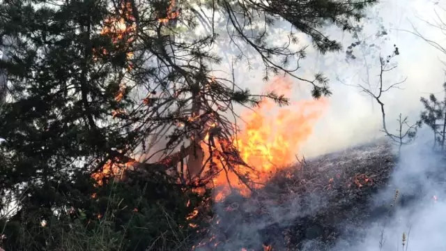Sarıkamış Ormanı'ndaki Yangın