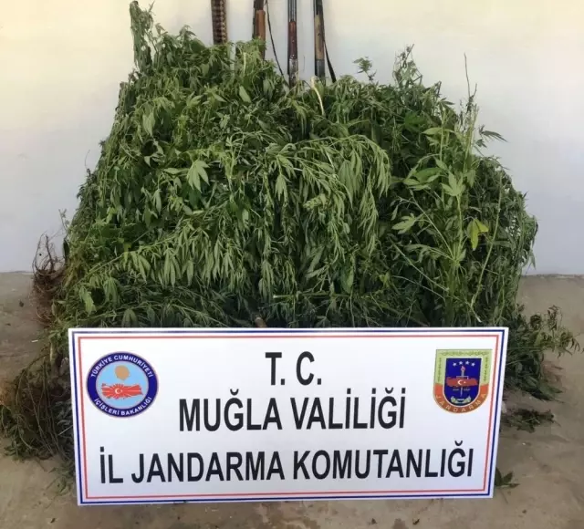 Ula'da Yasa Dışı Ekim Operasyonu