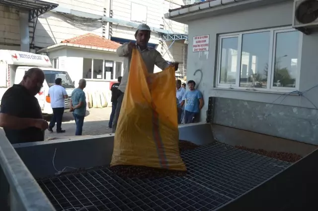 Üreticiler TMO'yu Tercih Ediyor