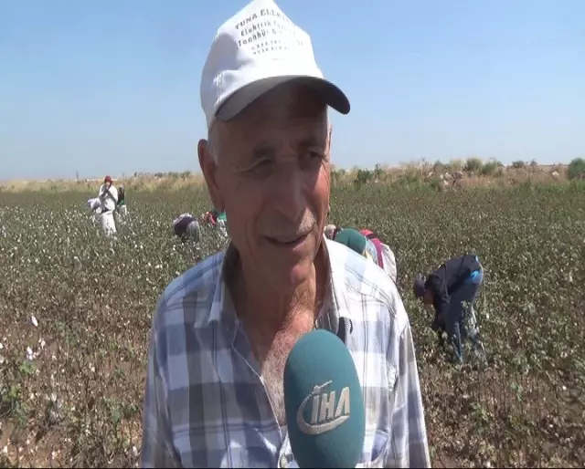Amik Ovası'nda Pamuk Hasadı Başladı