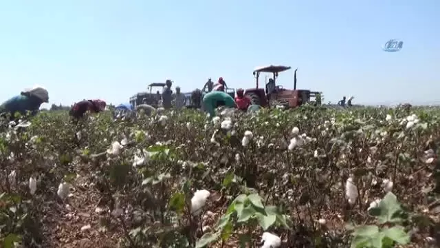 Amik Ovası'nda Pamuk Hasadı Başladı