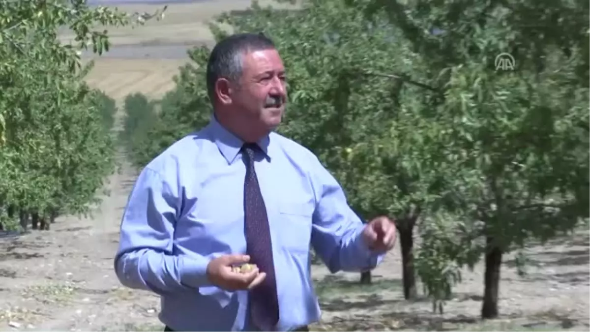 Badem Ekiyor 'Burs Biçiyorlar'