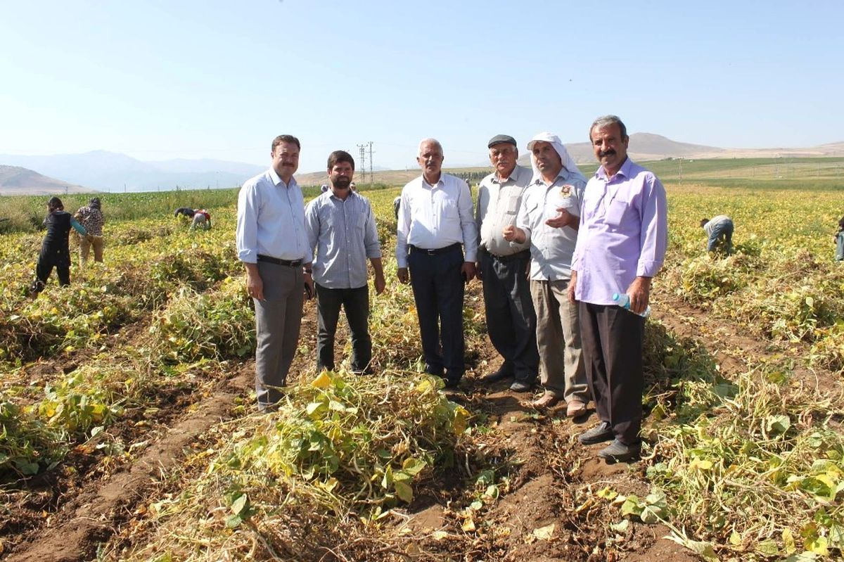 Bitlis, Fasulye Üretiminde Artık Söz Sahibi