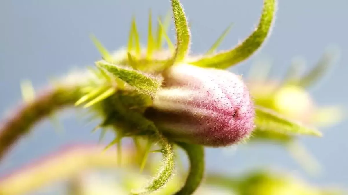 Dergi - İnsanlığa Yararlı 'Süper Bitkiler' Yaratma Çabası